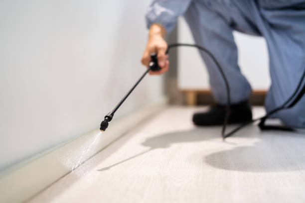 Licensed Wasp Control service in Tilton Northfield, NH - Nex Pest Control
